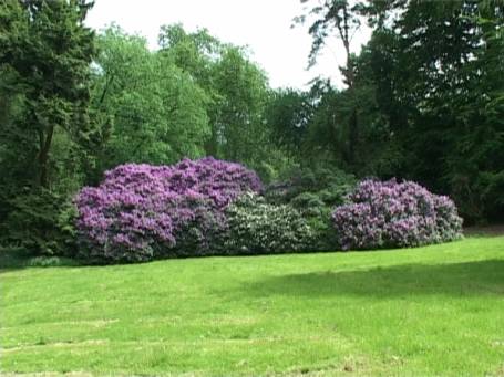 Jüchen : Schloss Dyck, Schlosspark, Rhododendron-Blüte